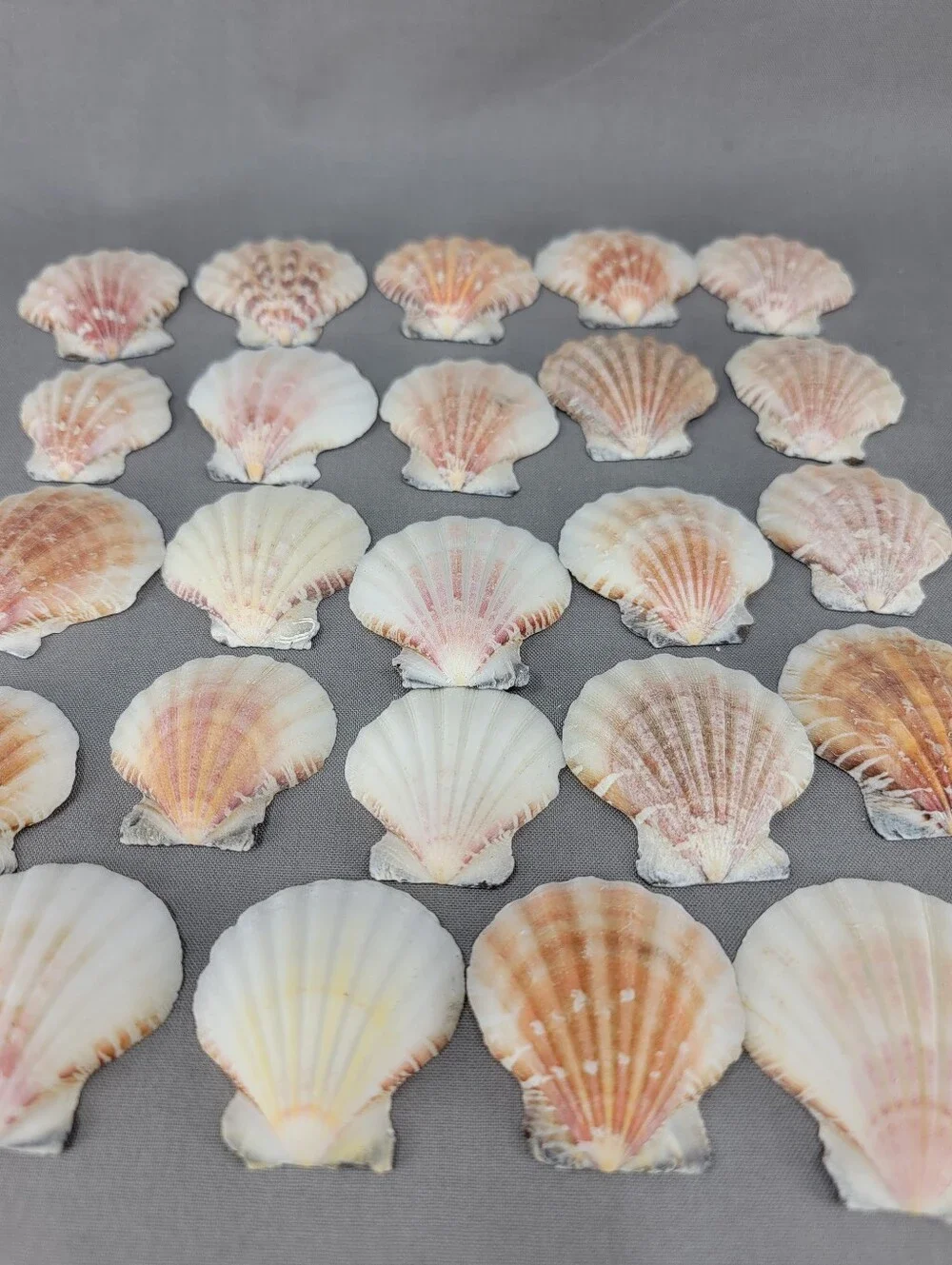 Scallop Seashell Shell Coastal Beach Decor Crafts Miscellaneous Lot